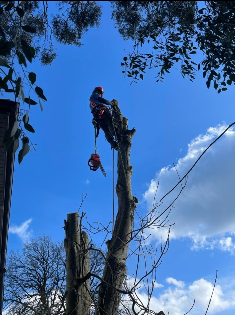 tree surgery belfast carrickfergus newtownabbey